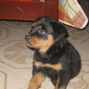 Meet your Posher, Victor jr